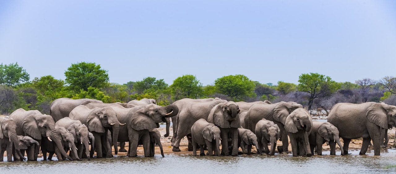 A large herd of elephants drinking at a waterhole in Etosha, Namibia